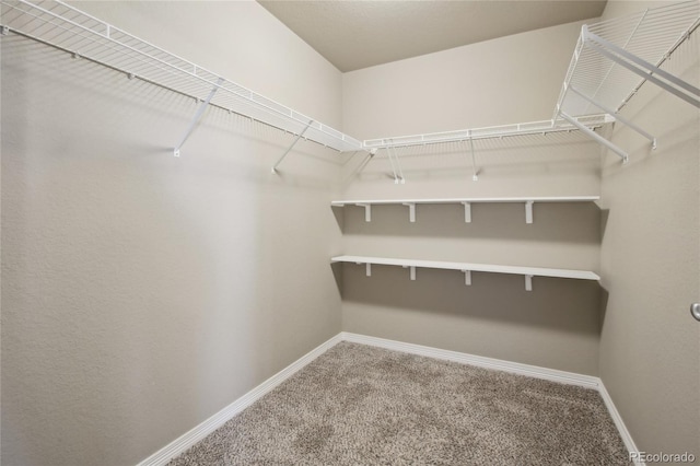 spacious closet featuring carpet floors