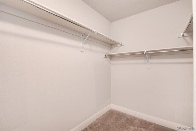 walk in closet with carpet floors