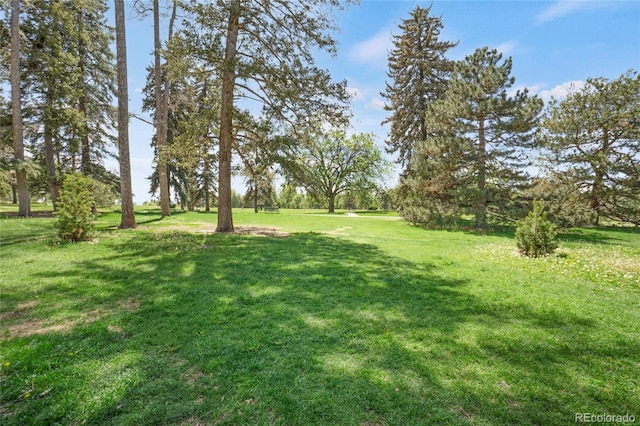1201 Race St Unit 10, Denver, CO 80206 - view of grassy yard