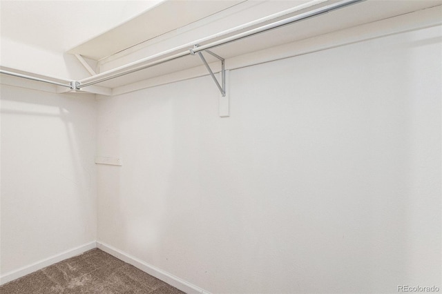 spacious closet featuring carpet