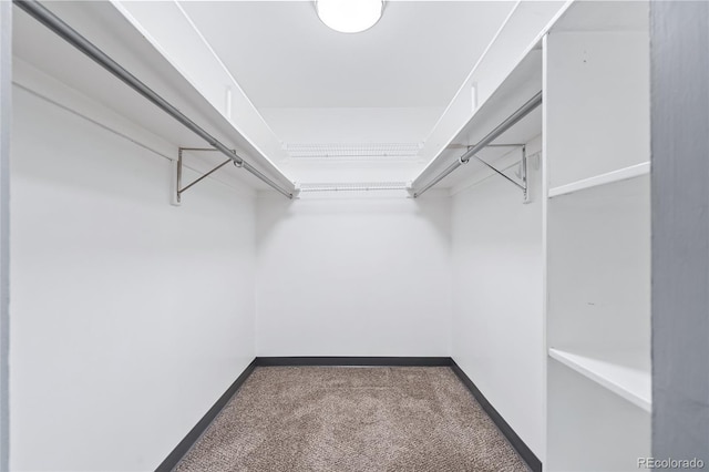 spacious closet featuring carpet floors