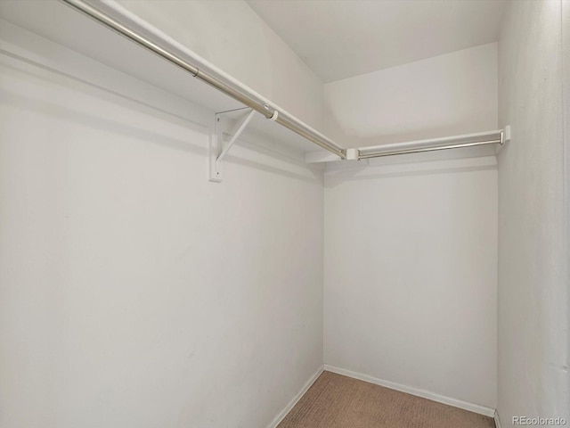 spacious closet featuring carpet
