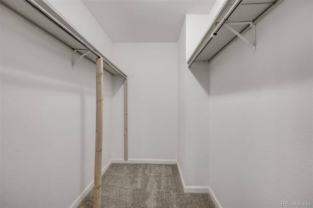 spacious closet with carpet flooring