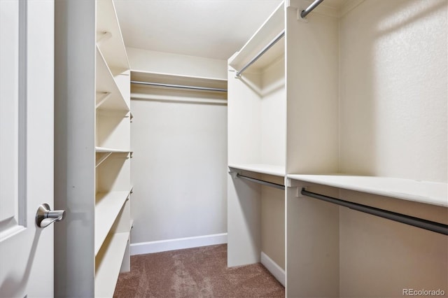 spacious closet featuring carpet flooring