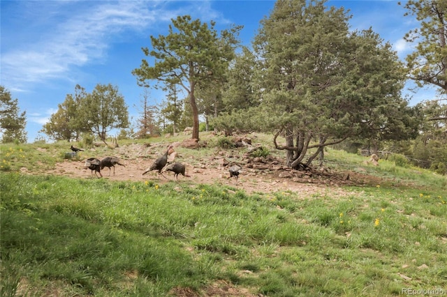 13954 Pine Country Ln, Conifer, CO 80433 - view of undeveloped land with rural landscape