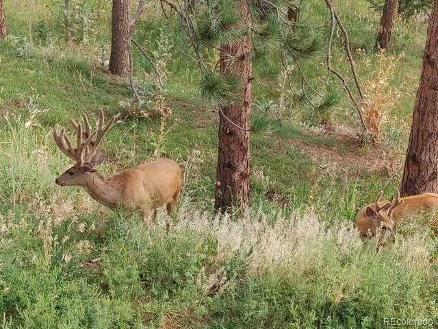 8624 S Doubleheader Ranch Rd, Morrison, CO 80465 - photo 48