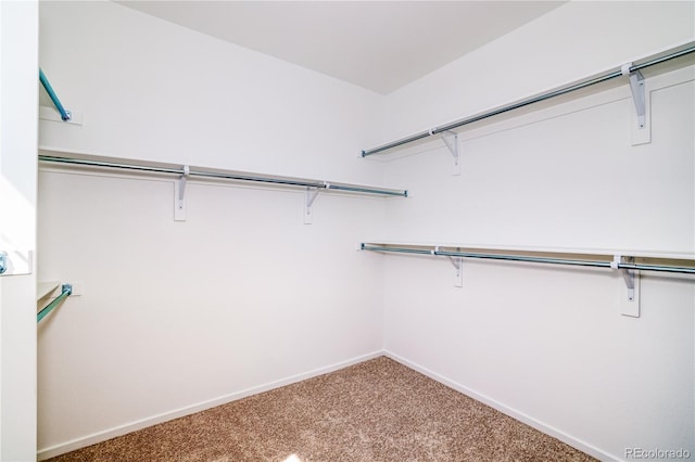 spacious closet featuring carpet