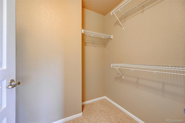 walk in closet with carpet floors