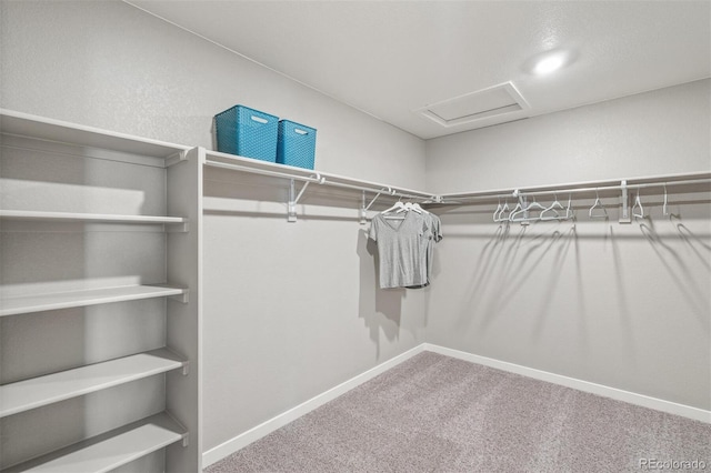 spacious closet featuring carpet floors