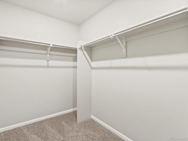 walk in closet featuring carpet floors