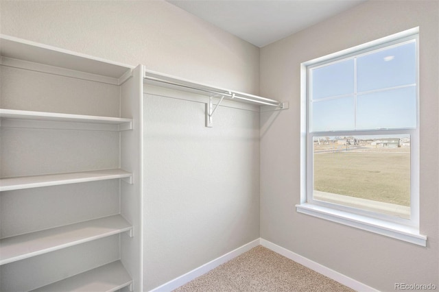 walk in closet with carpet floors