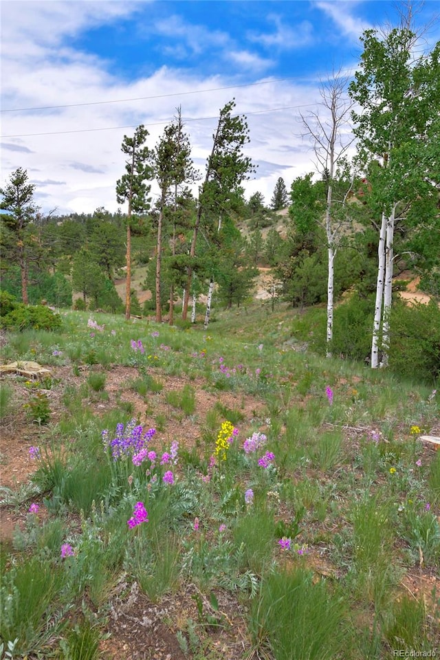 view of local wilderness