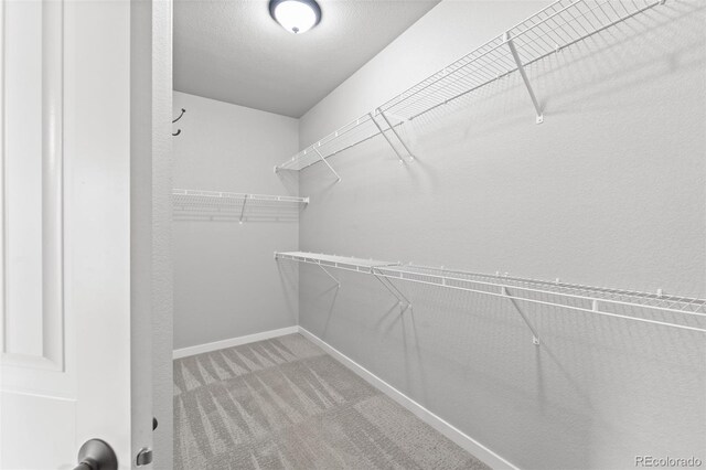 walk in closet with carpet floors