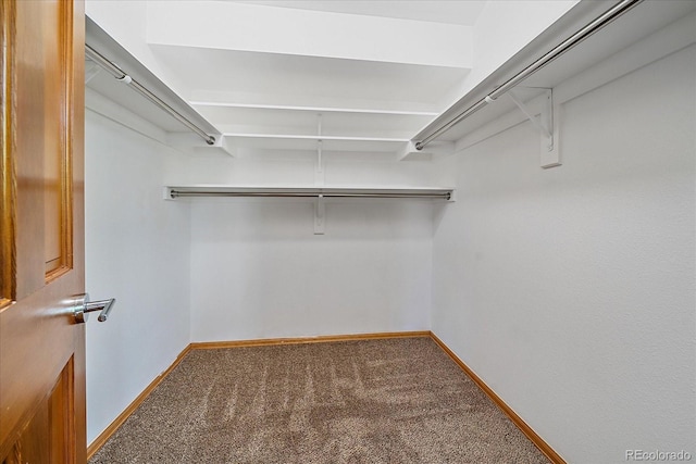walk in closet with carpet floors