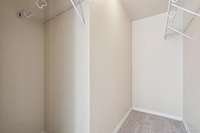 walk in closet featuring carpet flooring