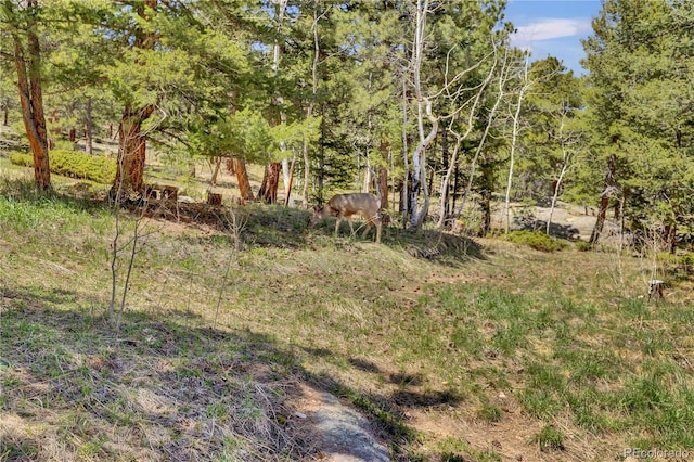 32187 Sylvan Rd, Golden, CO 80403 - view of yard