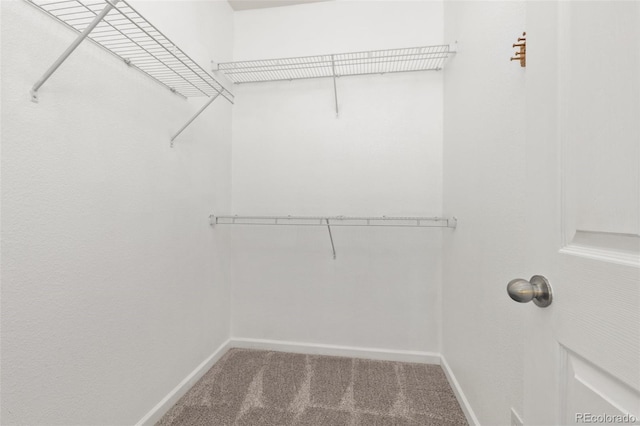 spacious closet featuring carpet floors