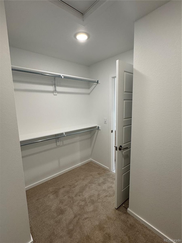 walk in closet with carpet floors