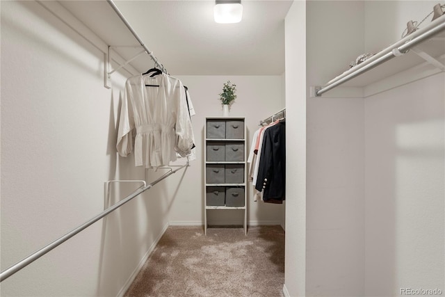 walk in closet with carpet floors