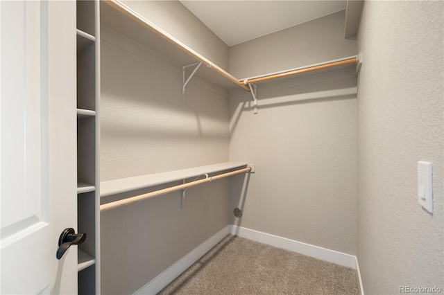 spacious closet featuring carpet flooring