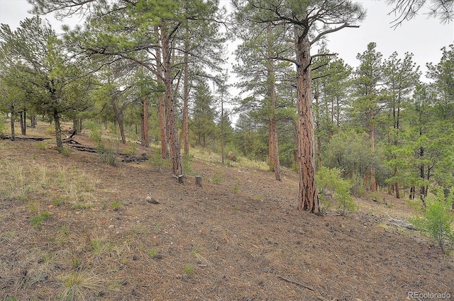 view of local wilderness