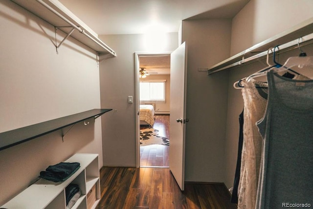 spacious closet featuring dark wood-style flooring and a ceiling fan