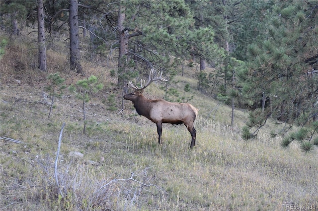 view of local wilderness