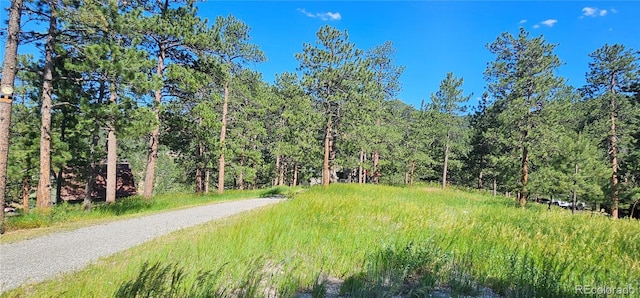 27901 Pine Dr, Evergreen, CO 80439 - view of tree filled area