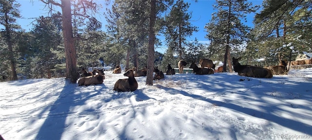 27901 Pine Dr, Evergreen, CO 80439 - view of yard layered in snow