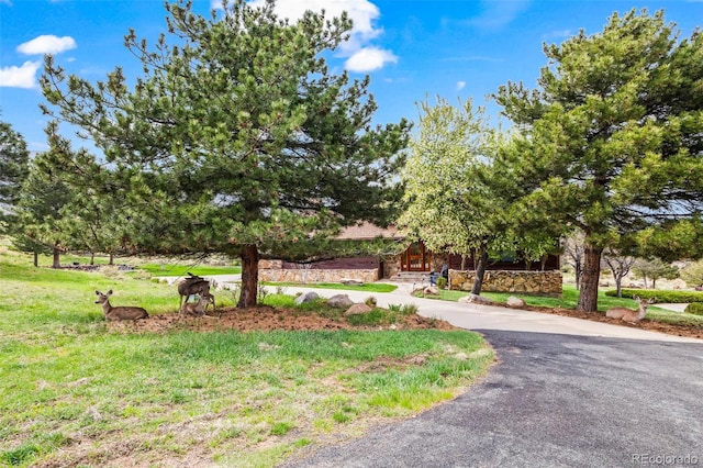 view of community with curved driveway and a lawn
