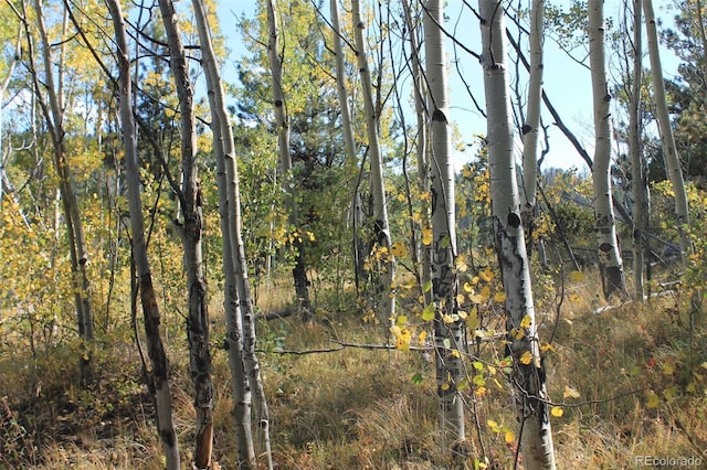 54 Elkhorn Ln, Florissant, CO 80816 - photo 2