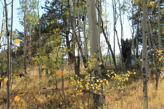 54 Elkhorn Ln, Florissant, CO 80816 - photo 3