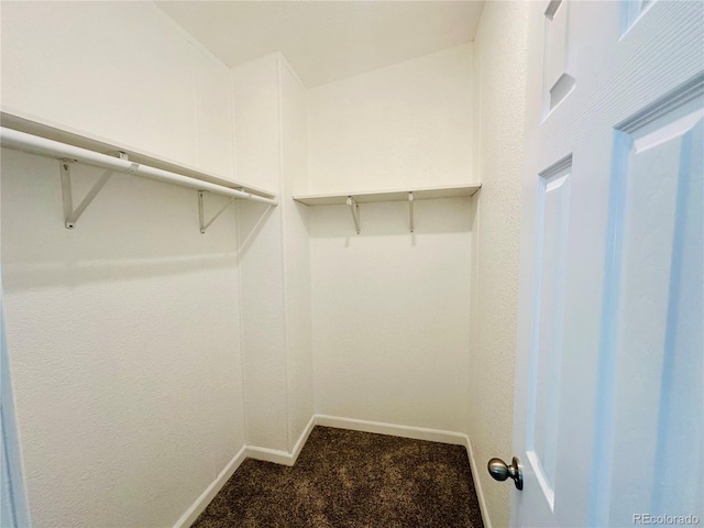 spacious closet featuring carpet flooring