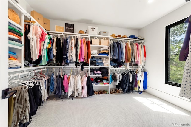 walk in closet featuring carpet flooring