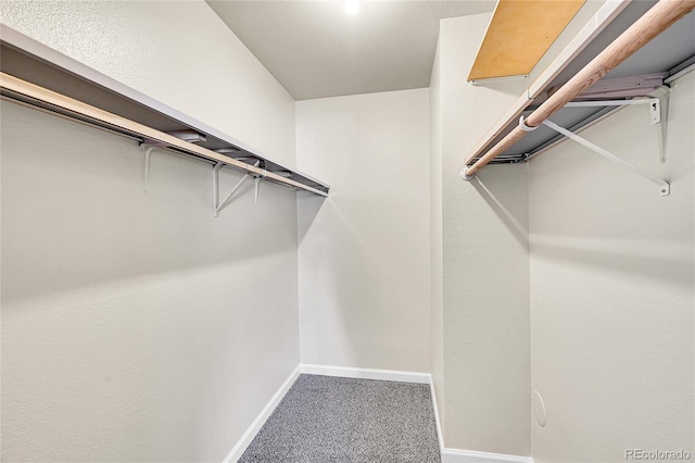 walk in closet with carpet floors