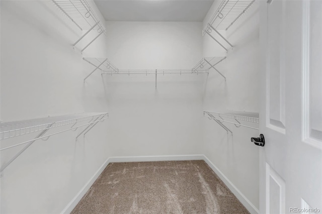 4032 Donnington Cir, Castle Rock, CO 80104 - walk in closet featuring carpet floors