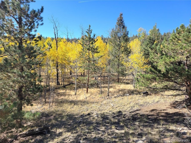 2 County Road 12, Florissant, CO 80816 - photo 2