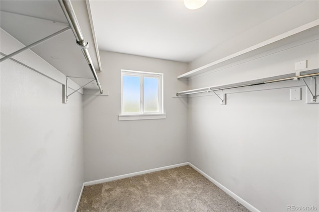 walk in closet featuring carpet