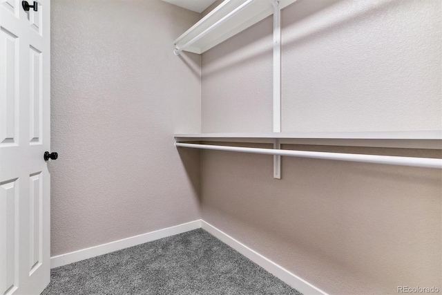 walk in closet featuring carpet flooring