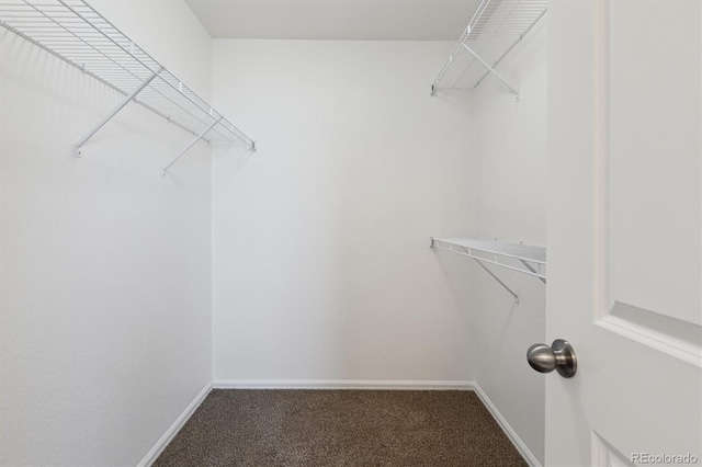 719 Elk Mountain Dr, Severance, CO 80550 - walk in closet with carpet
