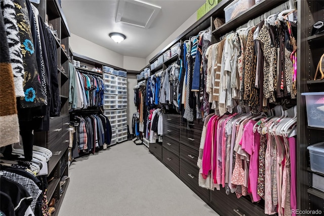 walk in closet featuring carpet floors and attic access