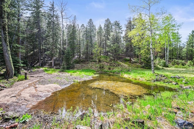 29825 Kennedy Gulch Rd, Conifer, CO 80433 - view of nature