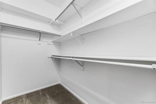 spacious closet featuring carpet floors