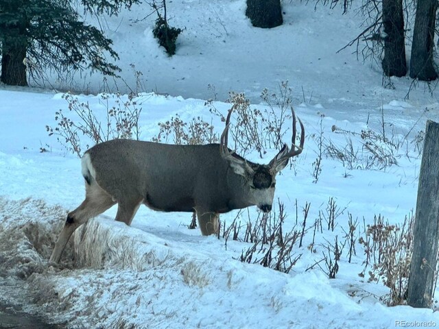 974 W Bison Creek Trl, Divide, CO 80814