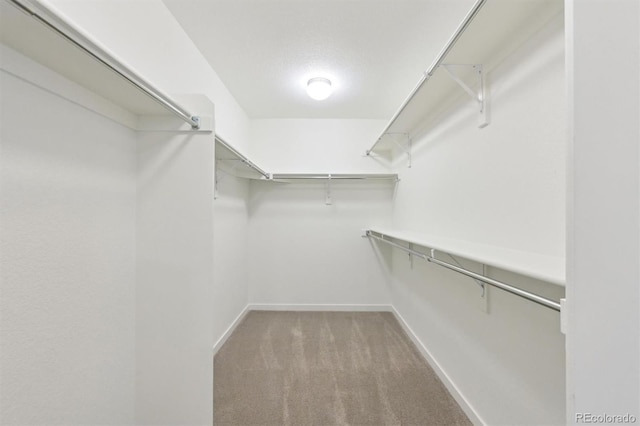 spacious closet featuring carpet flooring