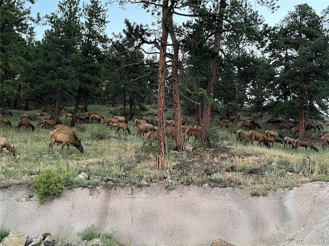766 Dreamcatcher Ln, Evergreen, CO 80439 - view of undeveloped land