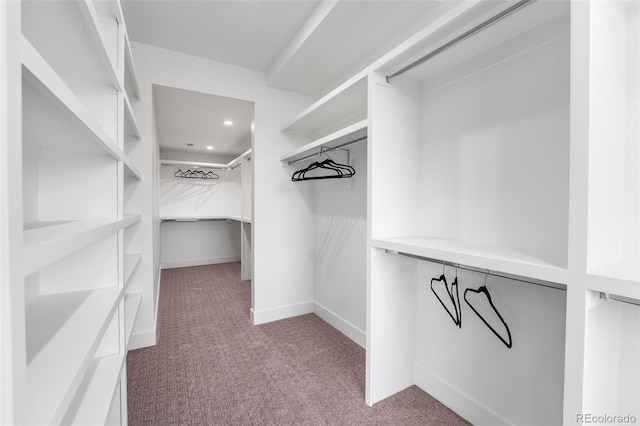 walk in closet with light colored carpet