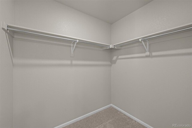 spacious closet featuring carpet