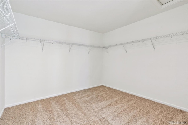 walk in closet featuring carpet