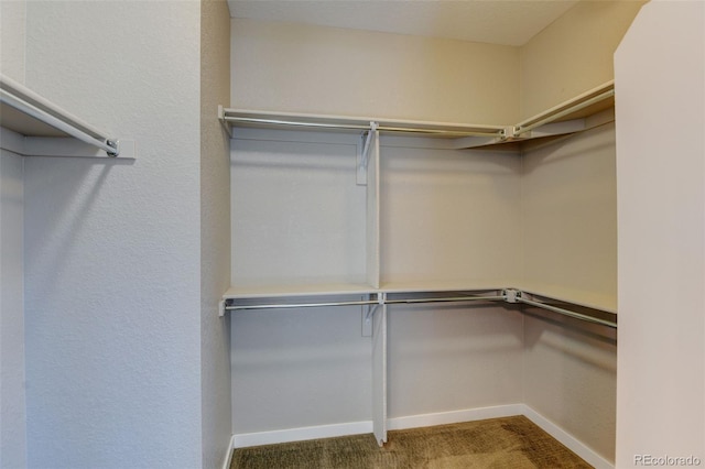 spacious closet with carpet flooring